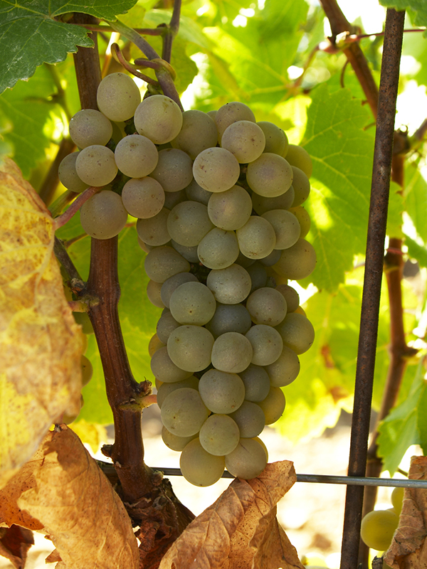 Ruta del Vino de Rueda racimo de uva 