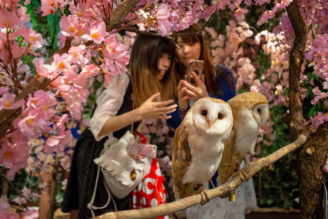 OWL Café, Un lugar para interactuar con animales