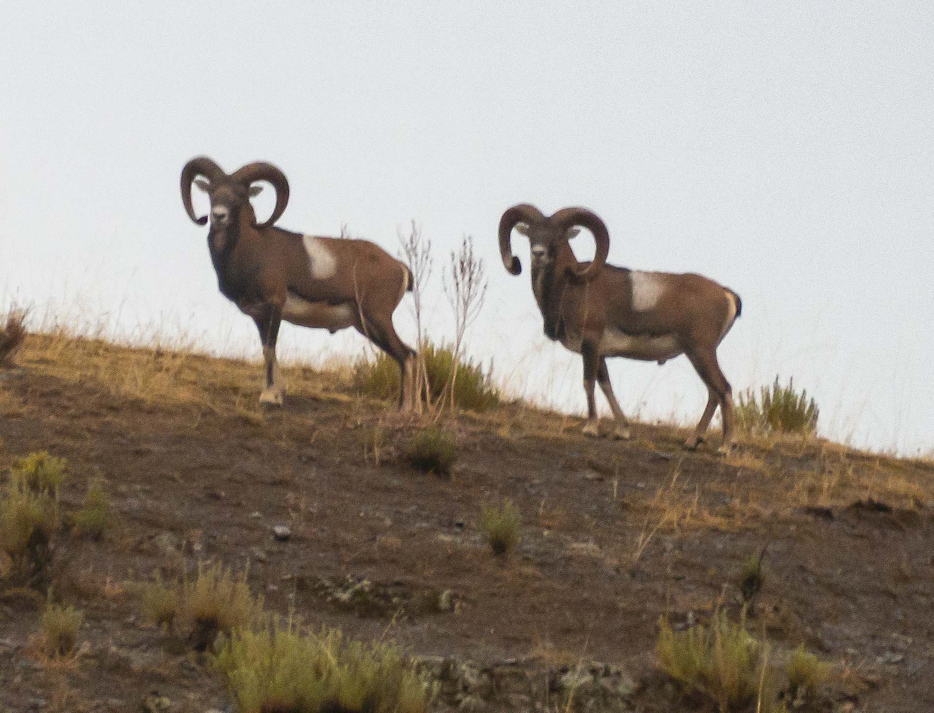 Dos muflones avistados durante nuestro safari por tierras manchegas