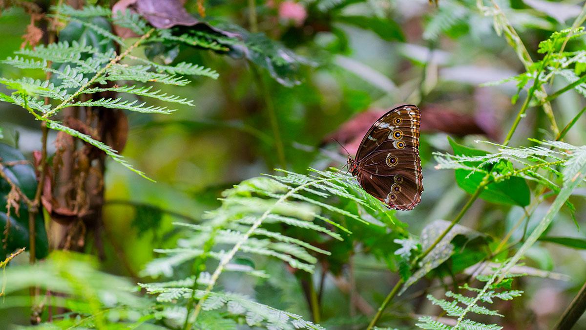 Mariposa Morpho Menelaus en los bosque de Ecuador
