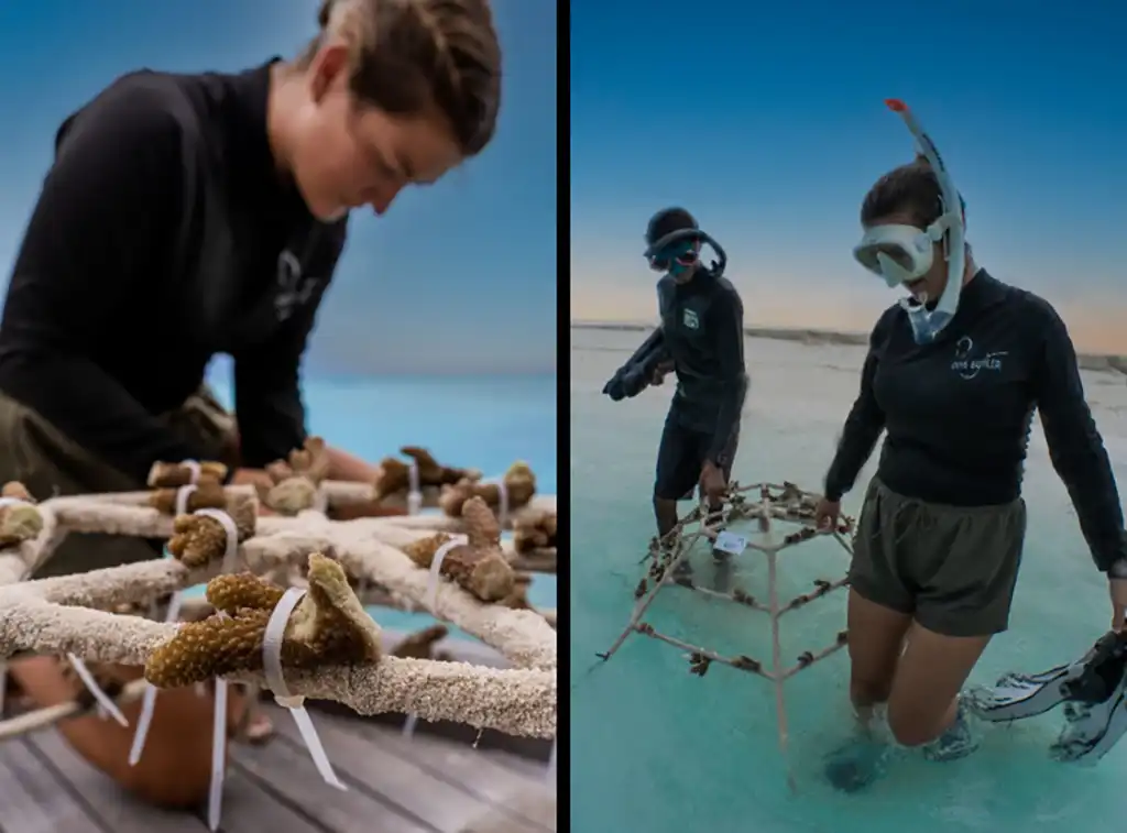 Acuación para la repoblación del coral en las costas de Maldivas