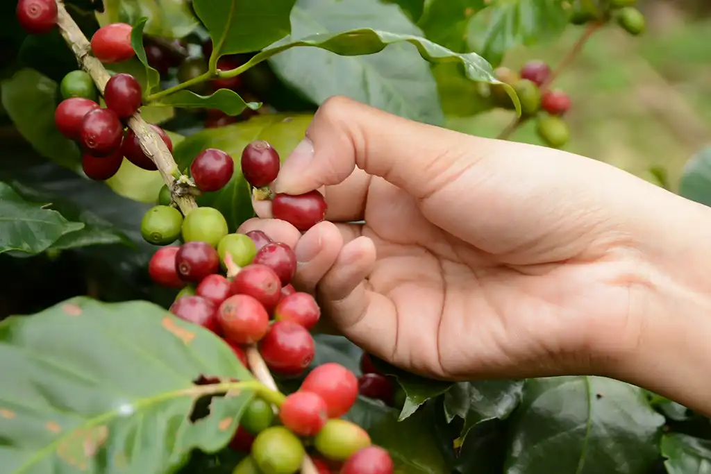 Plantación de café en las Blue Mountains