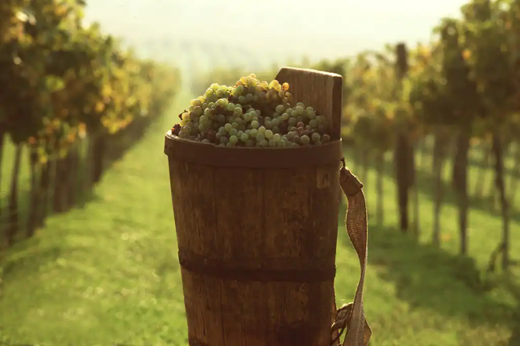 Vendimiando en los viñedos de Tokaj