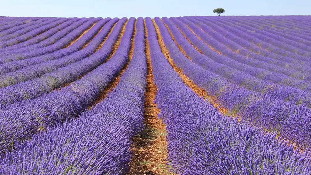 Campos de lavanda de Brihuega en Guadalajara