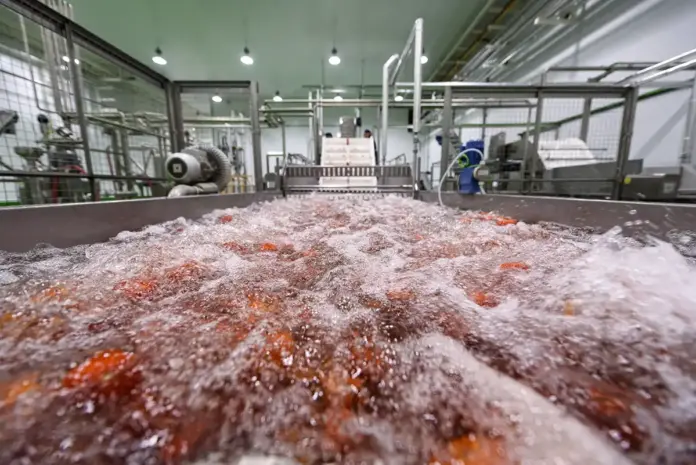 Cool Vega fábrica, lavado de los tomates