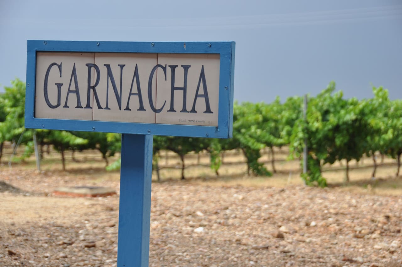 Zaragoza se consolida como referente de la Garnacha 1 Viñedo de Garnacha
