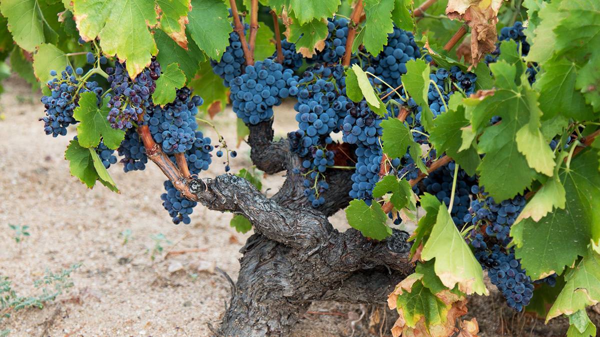 Zaragoza se consolida como referente de la Garnacha 2 Cepa de garnacha tinta