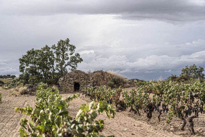 Viñedos de de Arribes