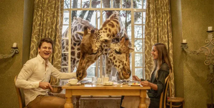 Giraffe Manor Kenia