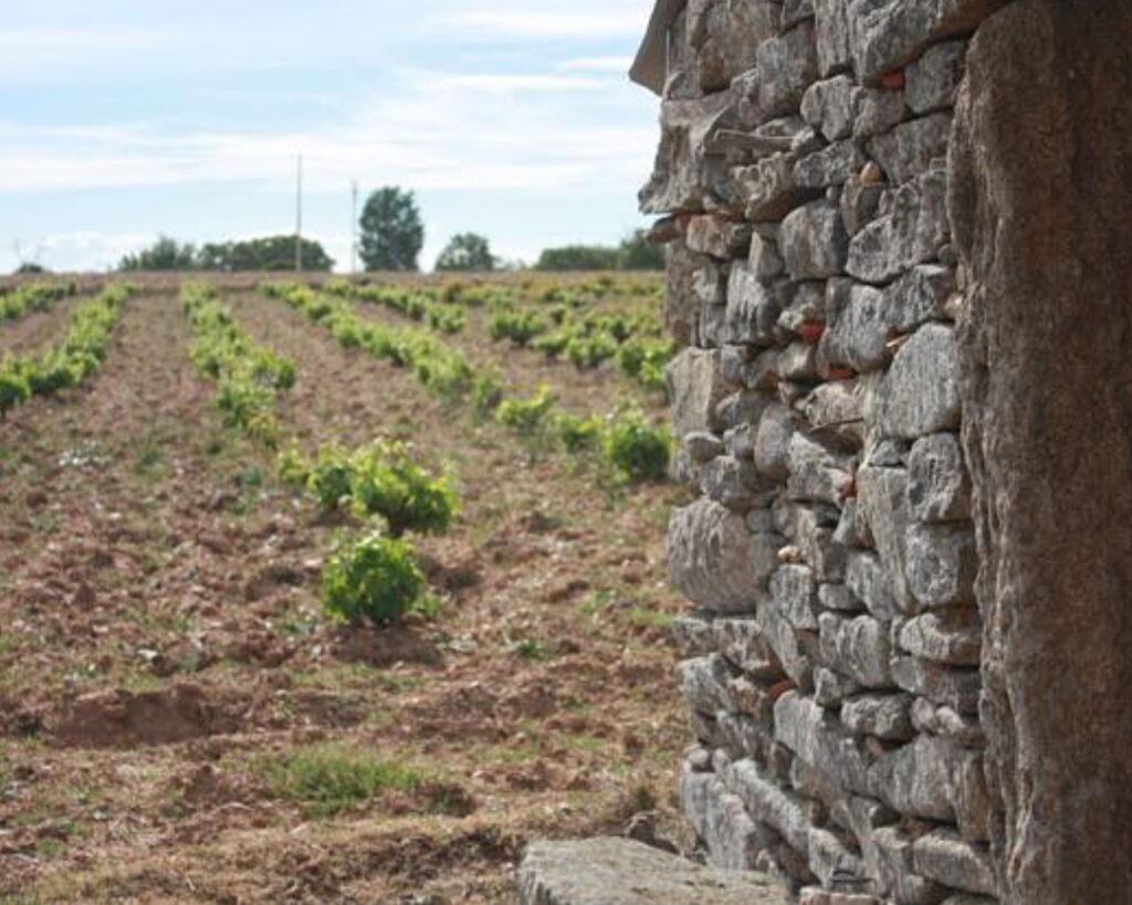 Ruta del Vino de Arribes: un secreto bien guardado 2 Bodega el Hato y el Garabato