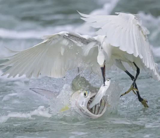 Descubre HÁBITAT, la biodiversidad de China en Madrid Exposición HABITAT, Animales salvajes de China