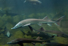 El boom del caviar español Caviar español Esturiones
