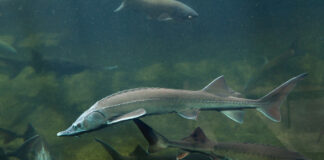 El boom del caviar español Caviar español Esturiones