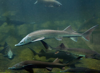 El boom del caviar español Caviar español Esturiones