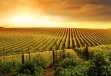 Enoturismo y territorio: identidad y paisaje Viñedos al amanecer, inspiración para una experiencia de enoturismo.