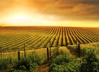 Enoturismo y territorio: identidad y paisaje Viñedos al amanecer, inspiración para una experiencia de enoturismo.