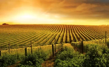 Enoturismo y territorio: identidad y paisaje Viñedos al amanecer, inspiración para una experiencia de enoturismo.