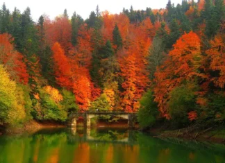 5 Escapadas de otoño por España para disfrutar del color y el silencio Escapadas de Otoño en España, Selva de Irati en Navarra