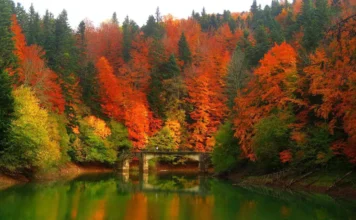 5 Escapadas de otoño por España para disfrutar del color y el silencio Escapadas de Otoño en España, Selva de Irati en Navarra