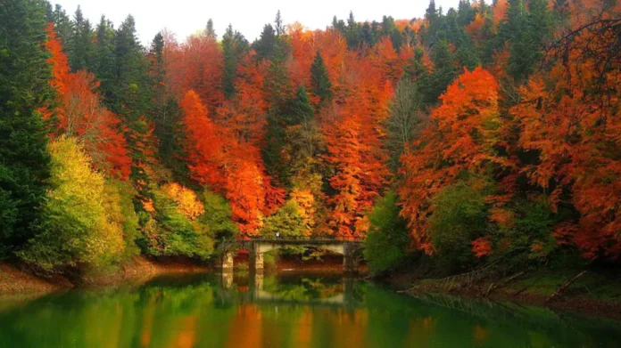 Escapadas de Otoño en España, Selva de Irati en Navarra