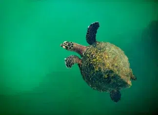 Panamá 2026: el paraíso definitivo para quienes viajan solos Hawksbill sea turtle at Pacheca Island waters, Las perlas Archipelago