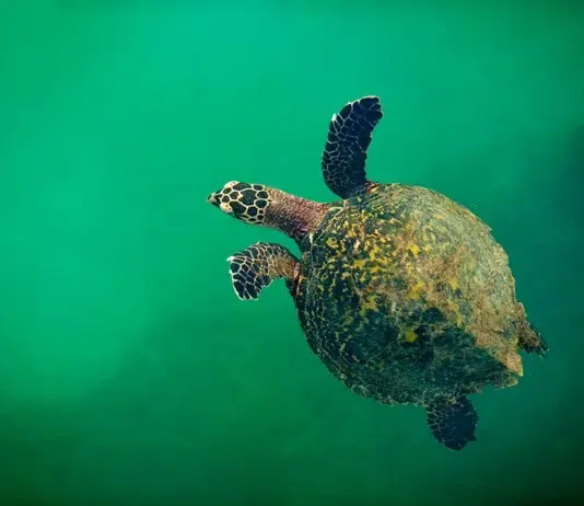 Panamá 2026: el paraíso definitivo para quienes viajan solos Hawksbill sea turtle at Pacheca Island waters, Las perlas Archipelago