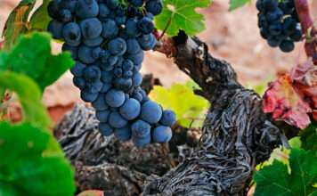 La Ruta del Vino de La Mancha: una mina de talento rural con éxito internacional Vinos con Dulcinea y los gigantes molinos de La Mancha. campos-de-dulcinea-bodega-01