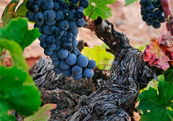 Vinos con Dulcinea y los gigantes molinos de La Mancha. campos-de-dulcinea-bodega-01