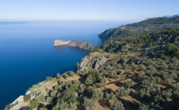La Serra de Tramuntana: corazón y pulmón de Mallorca serra tramuntana_Olivos