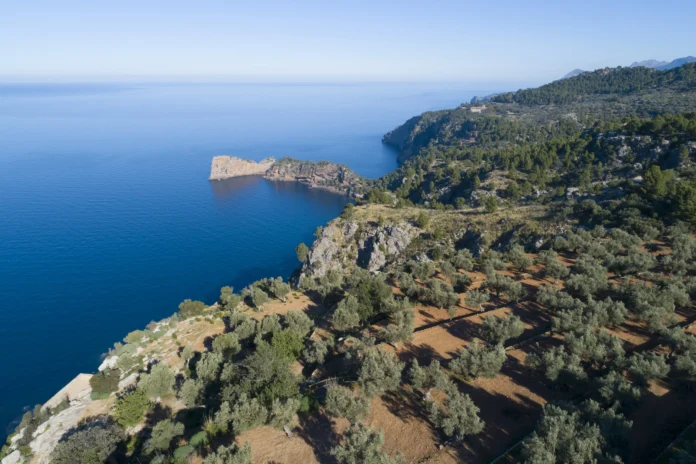 serra tramuntana_Olivos