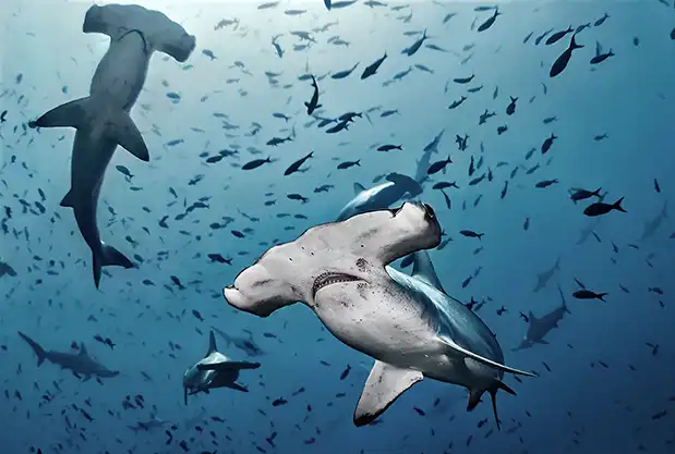 Costa Rica bajo el agua: seis santuarios marinos para bucear entre selva y océano 3 Tiburón martillo, isla de Cocos, Costa Rica