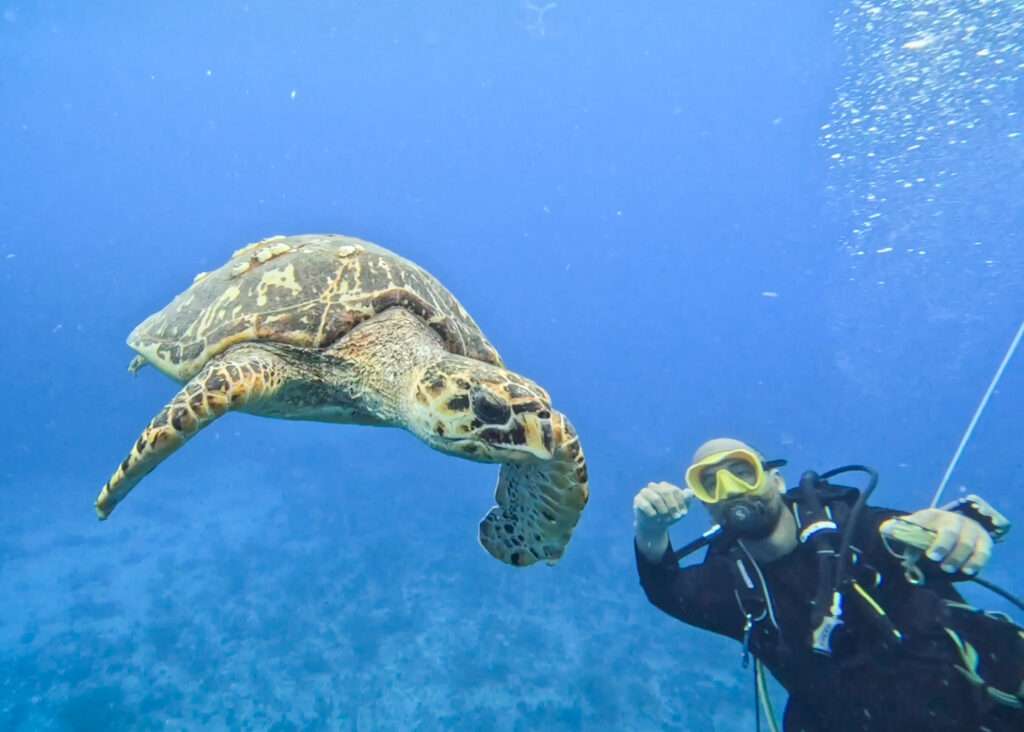 Saint-Martin: dos países, una isla y cinco formas de descubrirla 1 Tortuga marina bajo el agua durante una inmersión en Sint Maarten