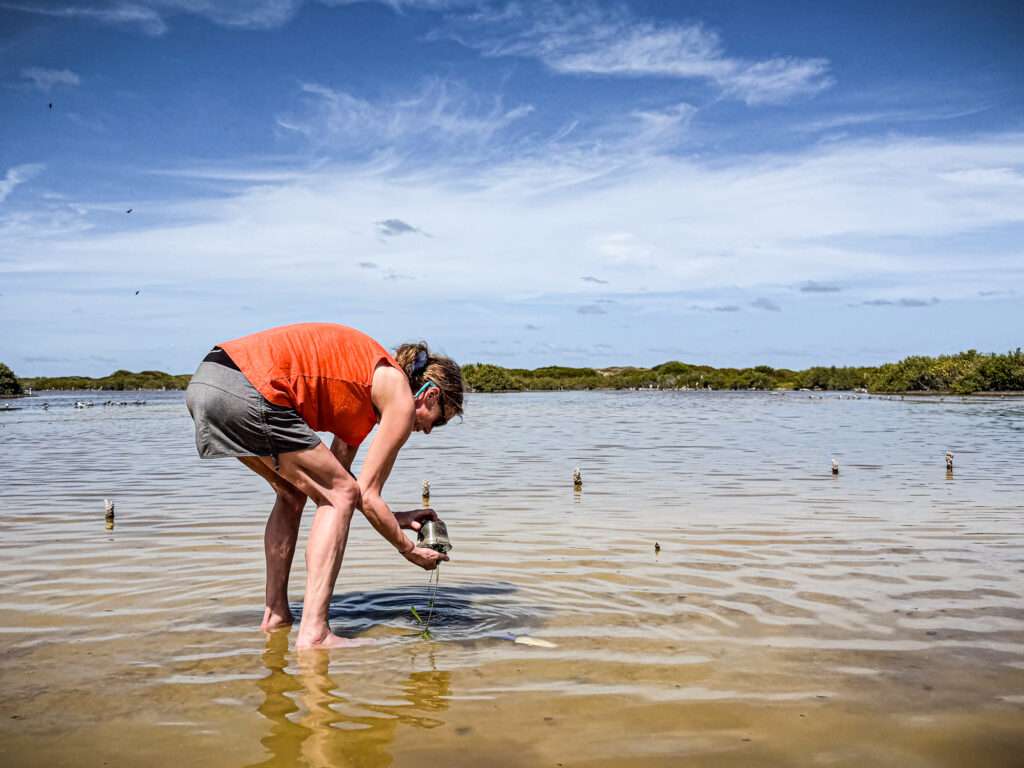 Saint-Martin: dos países, una isla y cinco formas de descubrirla 5 Plantación de un manglar en aguas poco profundas de Saint-Martin